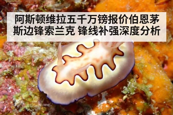 阿斯顿维拉五千万镑报价伯恩茅斯边锋索兰克 锋线补强深度分析